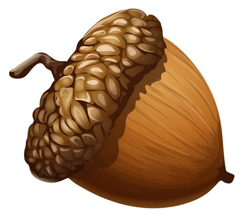 acorn images clip art